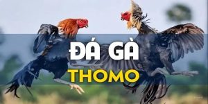 Đá Gà Thomo - Nắm Bắt Những Cẩm Nang Chiến Thắng Tại 8KBET